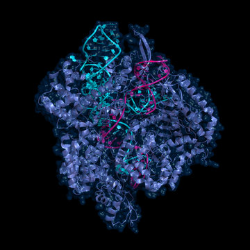 The CRISPR/Cas9 genome editing/engineering system. Cartoon protein model, RNA in cyan, target DNA magenta.