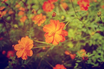 marigold yellow Beautiful  popular crop.