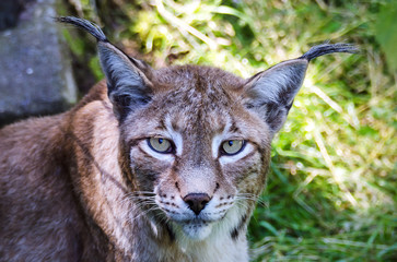 Nordluchs (Lynx Lynx)