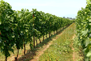 Fototapeta na wymiar Neat rows of trellised vines in a vineyard