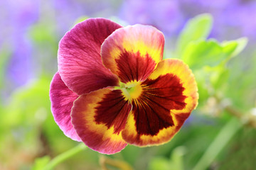 A three-color Pansies
