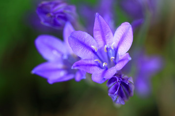 Blue Triteleia laxa flowers