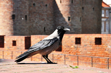 Crow on the wall of an old castle