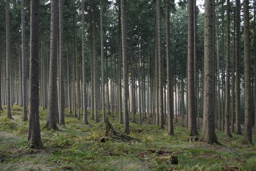 Düsterer Wald