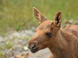 11 Tage altes Elchkalb