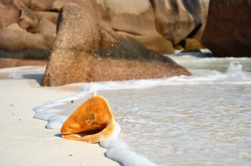 Shell on the ocean shore