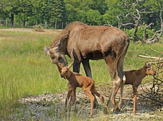 Elchkuh (Alces alces) mit 11 Tage alten Zwillingen

