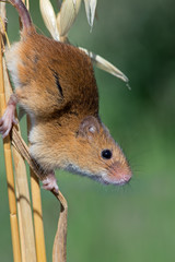 Harvest Mouse (Micromys Minutus)/Harvest Mouse clinging to Barley stalk © davemhuntphoto