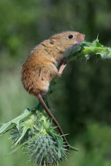 Mouse/Harvest Mouse (Micromys Minutus)/Harvest Mouse clinging to Thistle stalk © davemhuntphoto