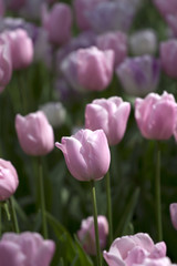 Obraz premium Pink Tulips