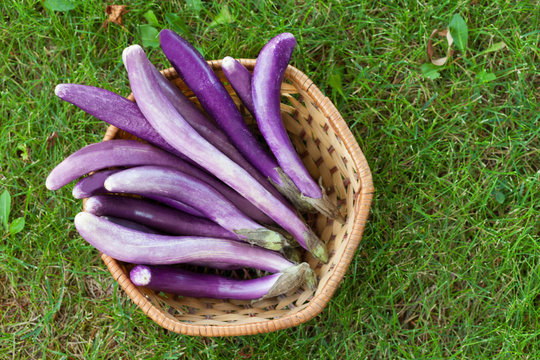 Perlina Crossbreed Eggplants