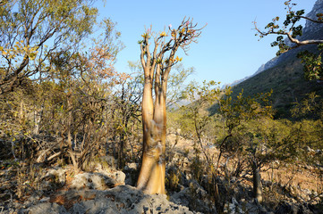 Bottle tree and Amazing nature of Socotra island, Yemen