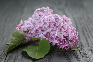 purple lilac flower on old oak table