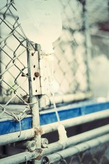 dog injured  treated by a vet and rejuvenation.