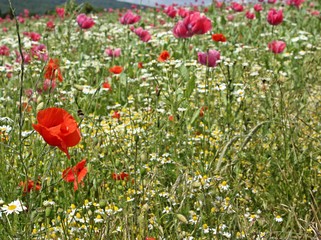 Obraz premium Schlafmohnblüte (Papaver somniferum) mit Klatschmohn in Germerode am Meißner 