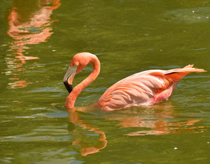 Flamingo swimming