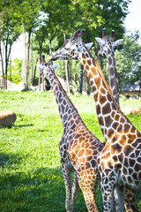 Obraz premium Three Giraffe
