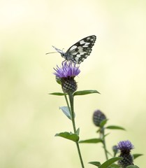 farfalla con fiorellini