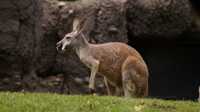 DIE 1,623 BESTEN BILDER, STOCKFOTOS UND ZU „Canguro