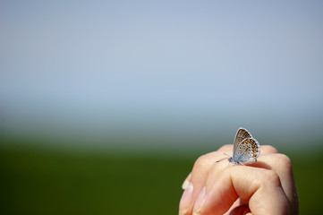 Бабочка на руке