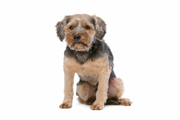 mixed breed Yorkshire Terrier