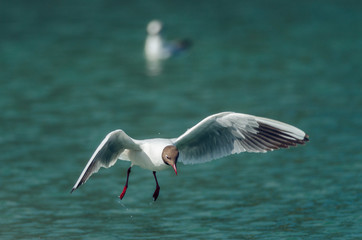 Gull over water. Russain nature