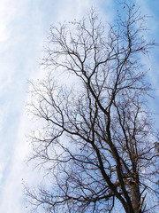 tree without leaves on a background of blue sky 