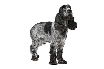 Dark blue roan Cocker Spaniel