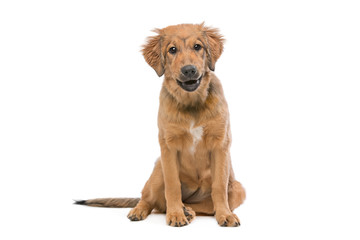 brown mixed breed puppy