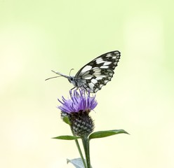 farfalla sul fiorellino