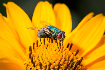 Fly on the flower close up