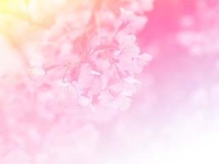 Fototapeta premium Sweet color flower for background design soft and blur style