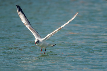 Gull off from water. Front side. Russain nature