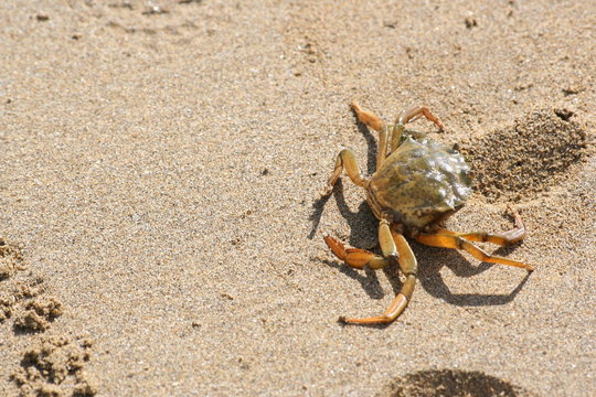 Crab on the beach in Lignano