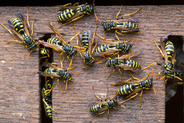 Wasp colony, wasps gathering near their nest - obrazy, fototapety, plakaty