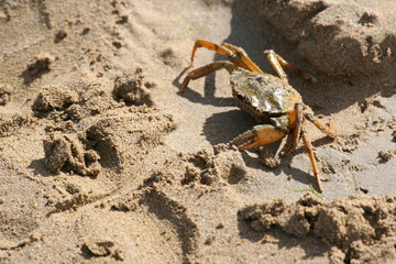 Crab crawling in the sand of the beach in Lignano