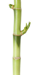 Obraz premium Close-up of Feng Shui bamboo with Clipping path