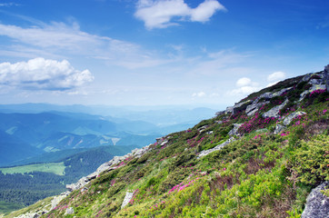 Magic pink rhododendron flowers in the mountains. Summer sunrise