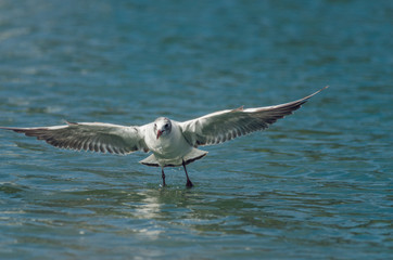 Gull flies. Fron side. Russain nature