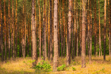 Forest in Poland pattern