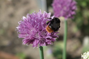 Hummel auf lila Schnittlauchblüte