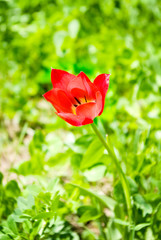 Obraz premium tulip in the garden