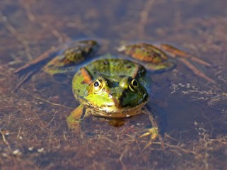 Schwimmender Teichfrosch 
