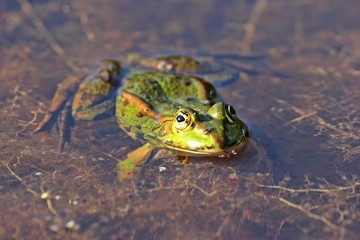 Schwimmender Teichfrosch 

