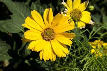Yellow flowers perennial asters in the garden