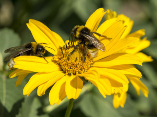 Two bees collects pollen from yellow flowers perennial aster in the garden