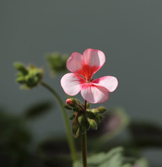 Single Pink Geranium Flower