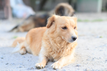 Sad dog in the countryside