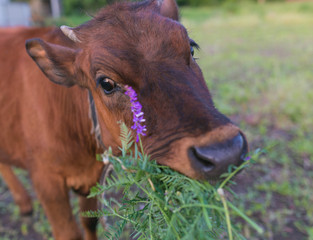 pretty little calf standing alone 