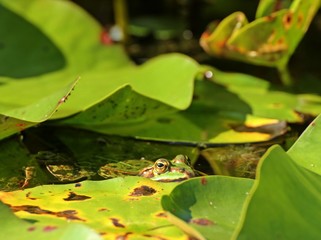 Teichfrosch zwischen Seerosenblättern 
